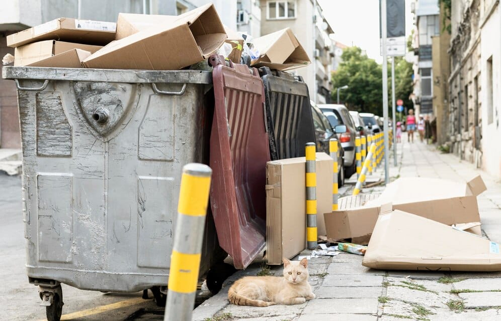 A small demolition service cat sits next to a trash can on a street in the bay area.